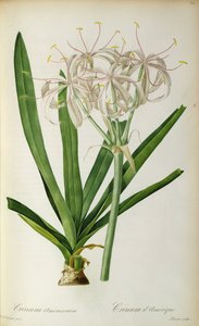 Crinum Americanum, a "Les Liliacees"-ből, 1805-16